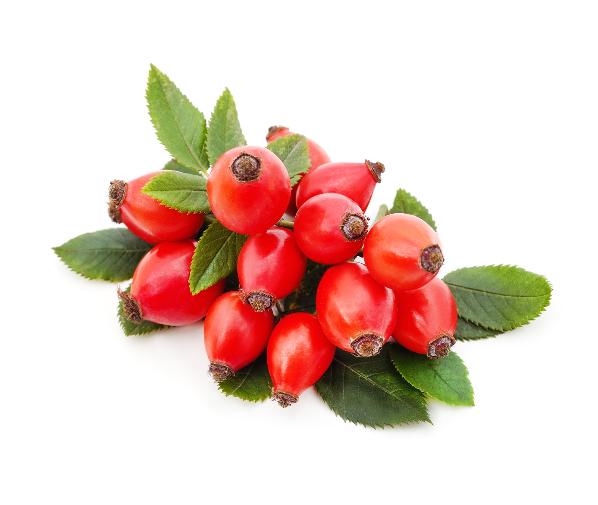 Ingredient: Rosehip fruit extract